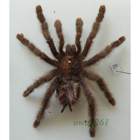 Spider ex. ovo +100mm29